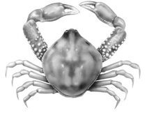 Drawing T. Kurz; Go to the Atlas of Exotic animals of the Mediterranean Sea